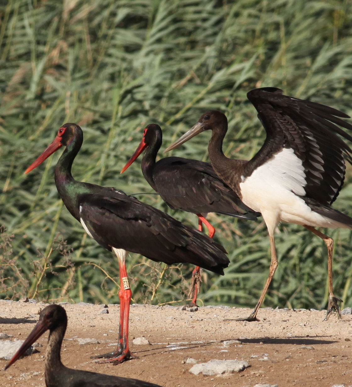 Tomas - Tschechischer Projektstorch "Flying Over Natura 200"