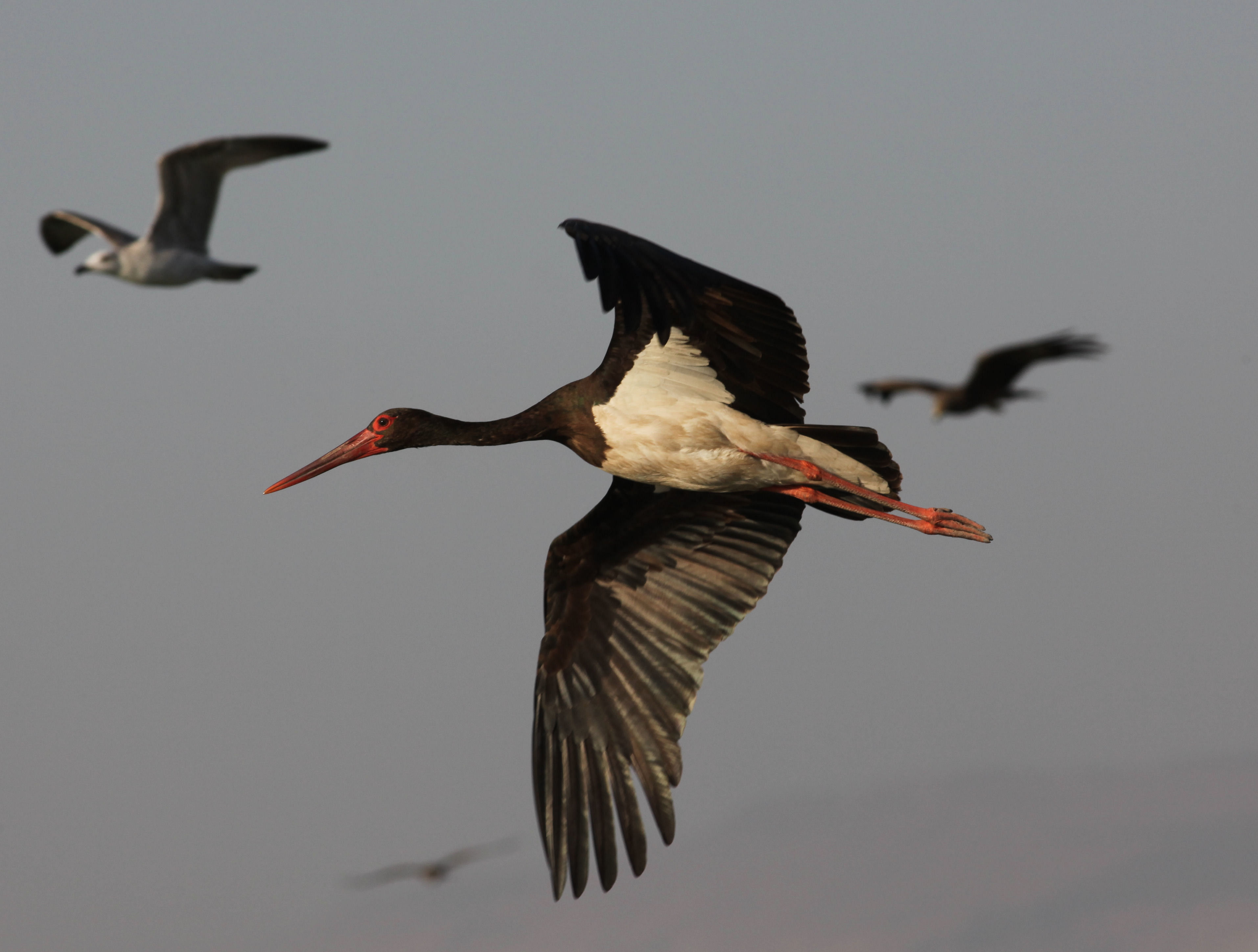 Flugbild Altstorch