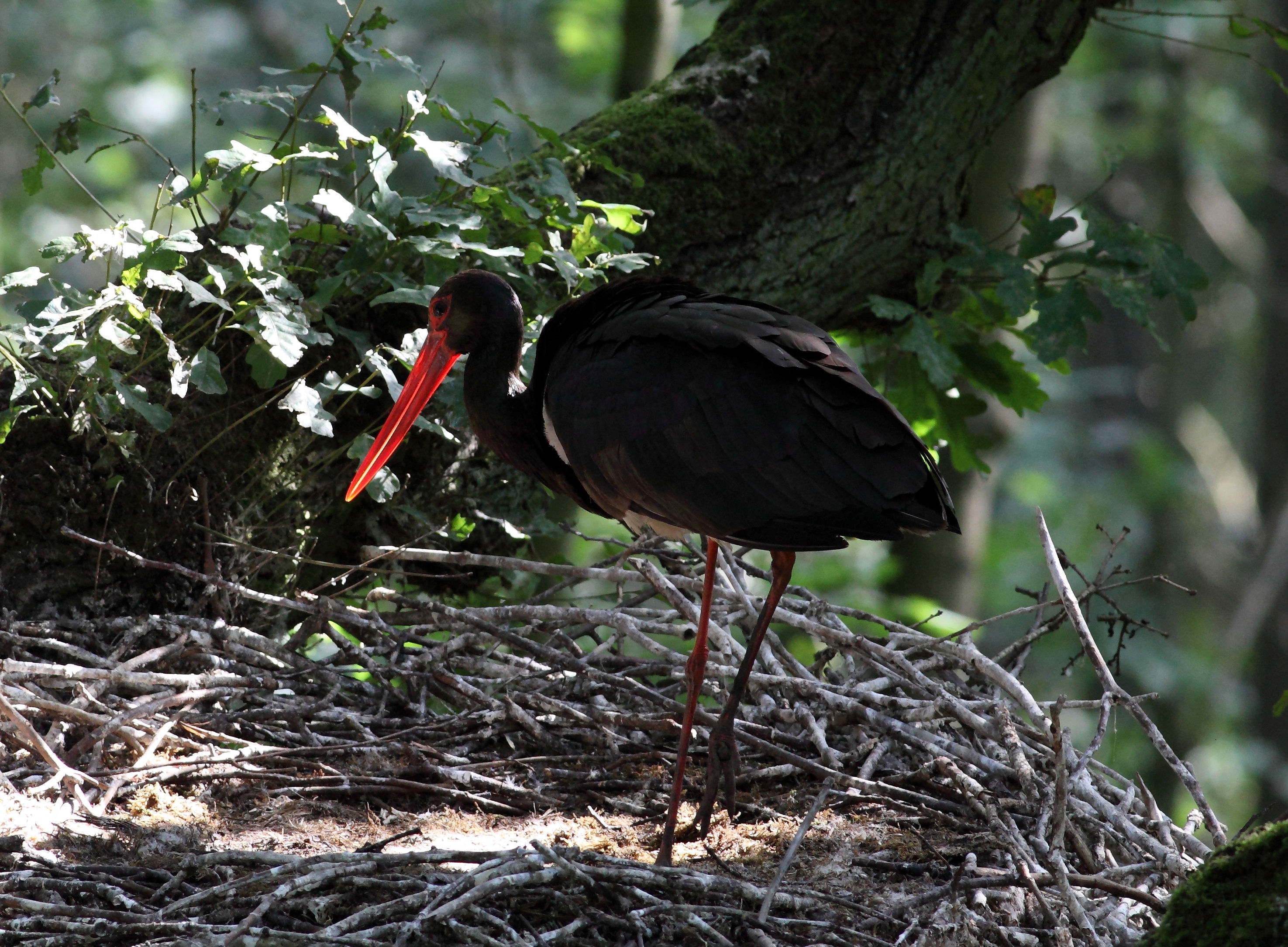 Schwarzstorch am Nest