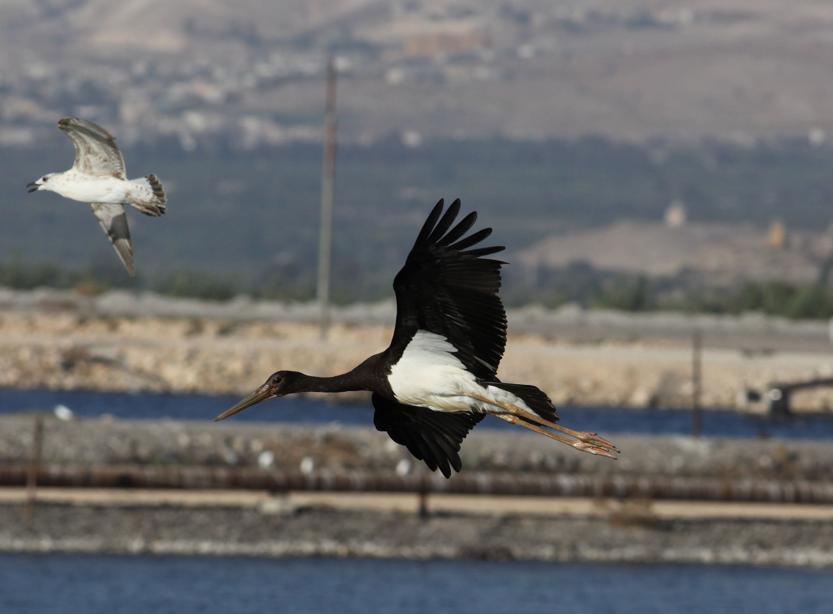 Fliegender Jungstorch