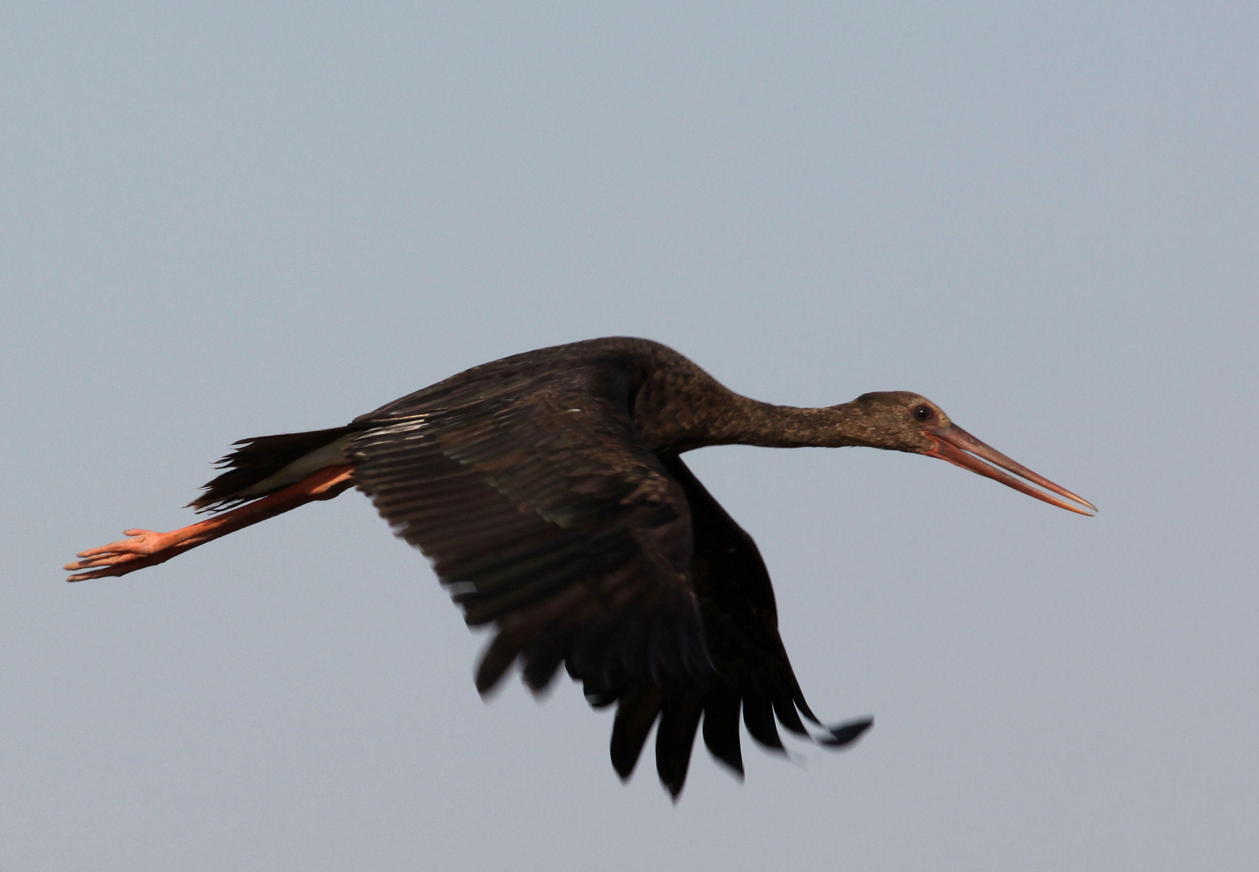 2. Kalenderjahr (Flugbild)